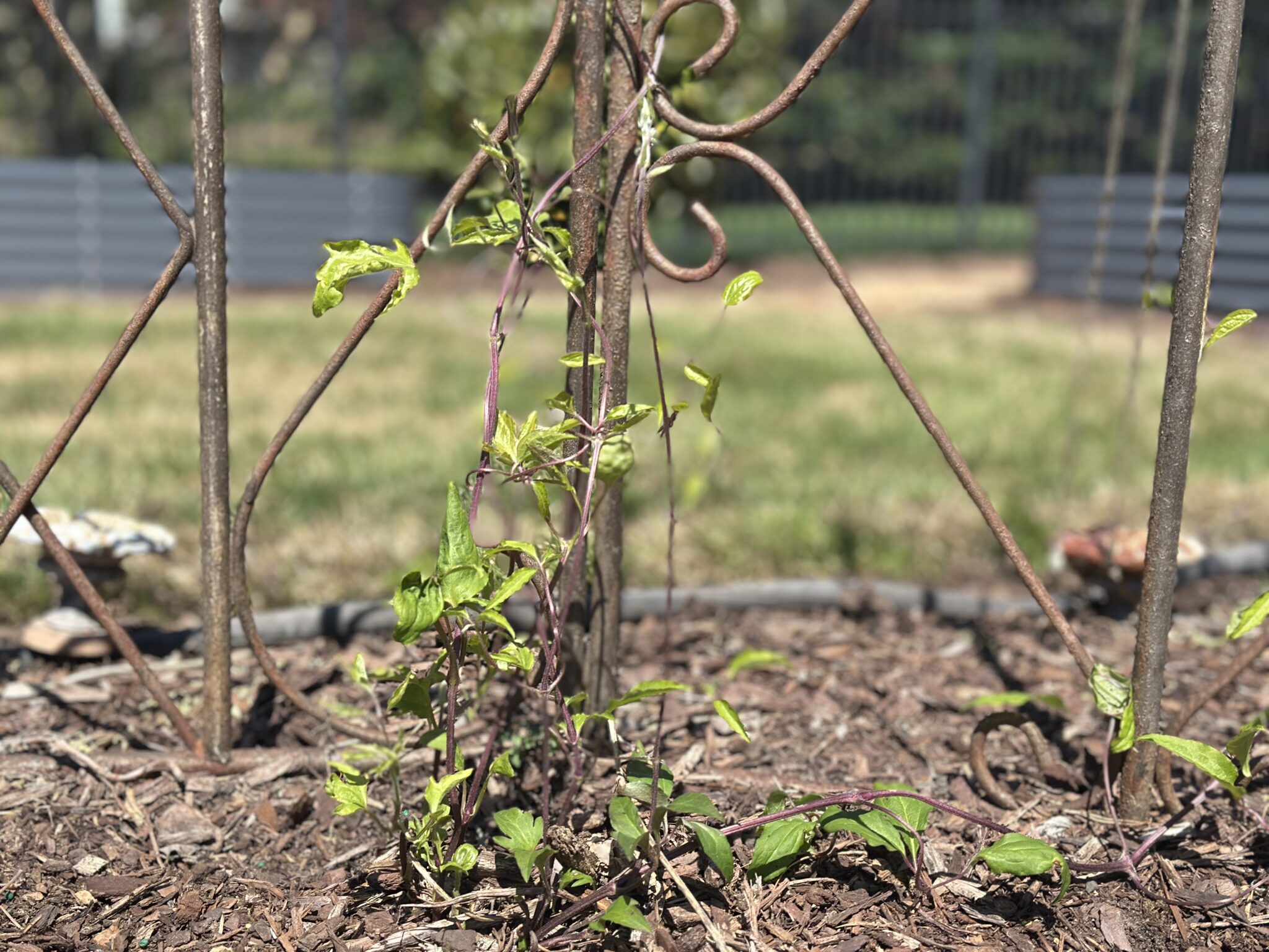 first signs of spring in Ann Hackman's garden